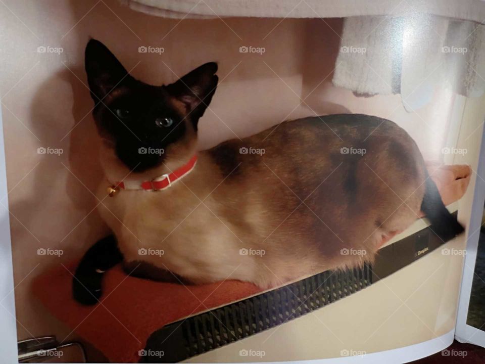 Siamese cat sitting on a storage heater 