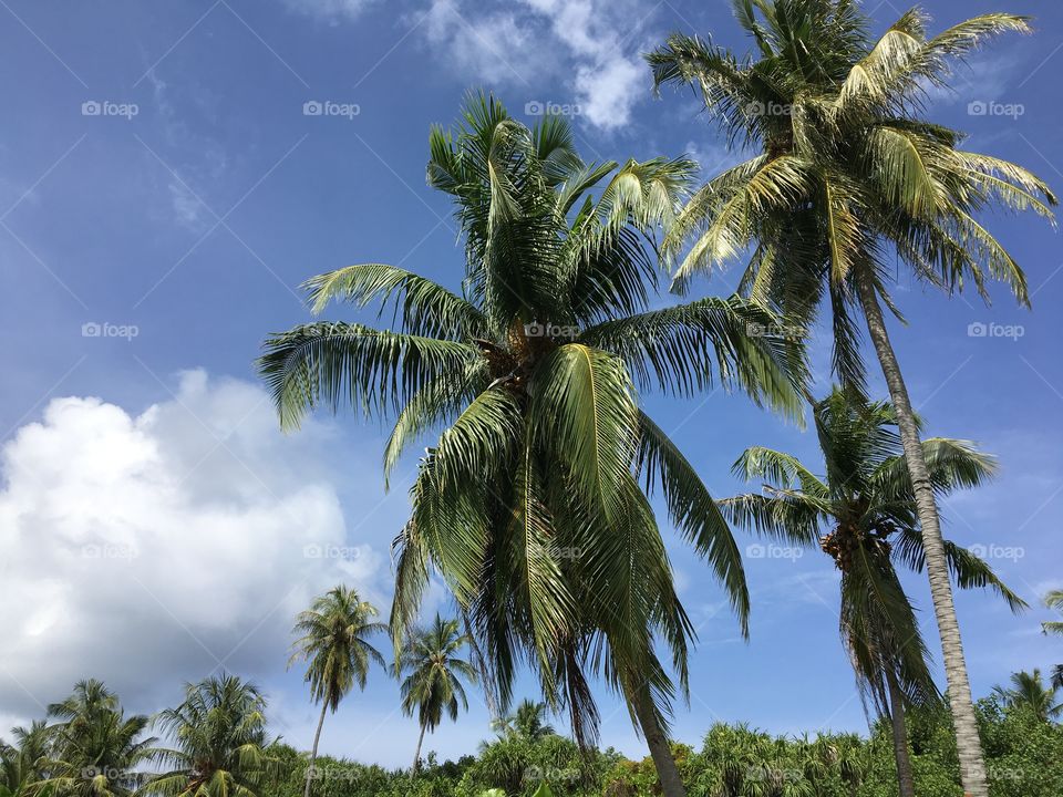 Palm trees 