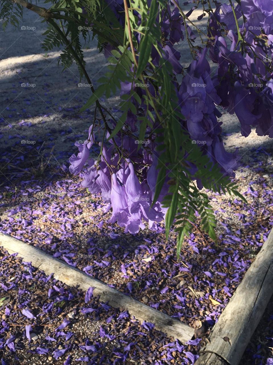 Jacaranda’s blooming 