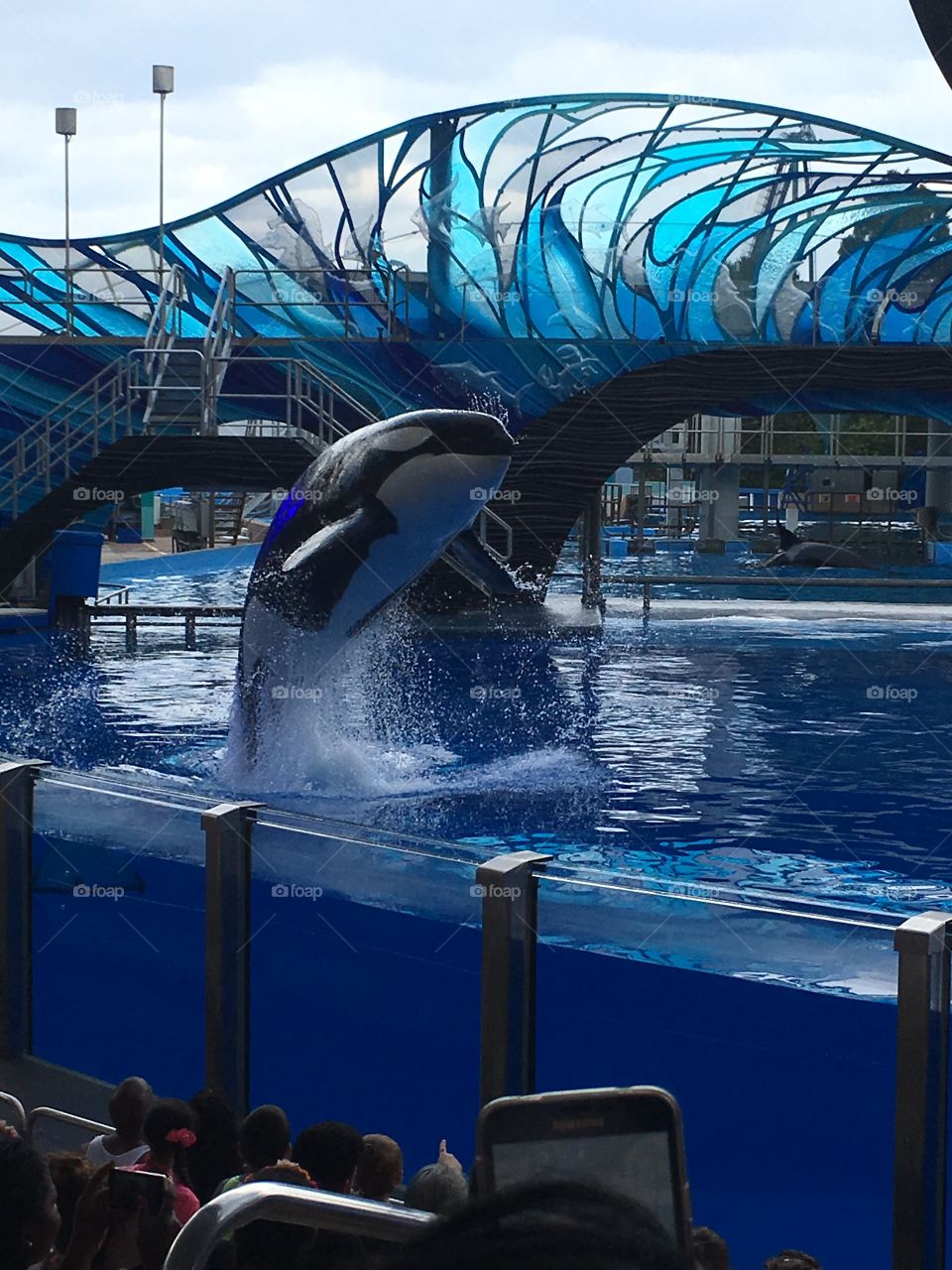 Beautiful orca show