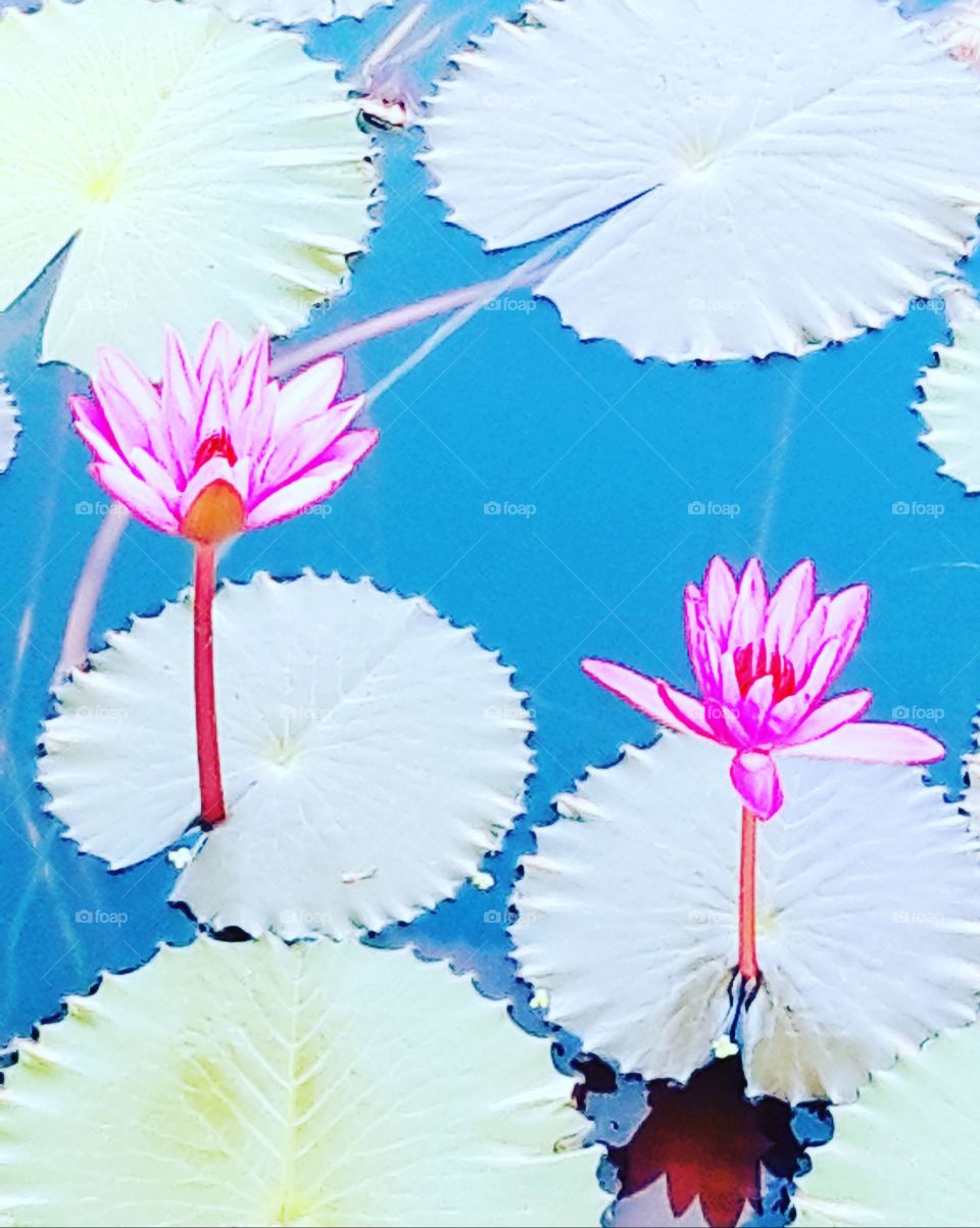 water lillies in Leela Goa