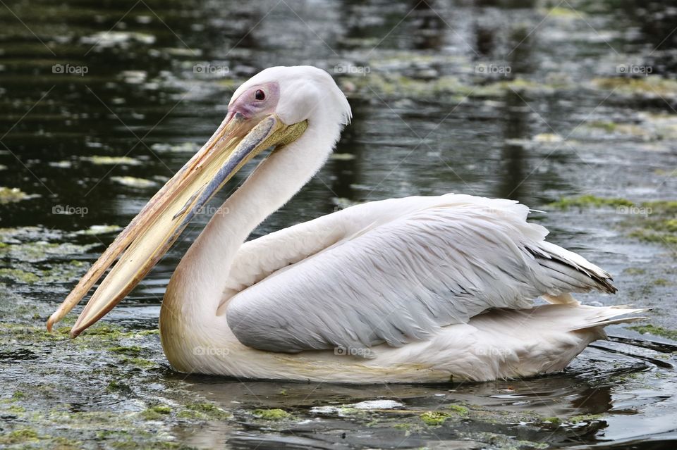 Pelican 
