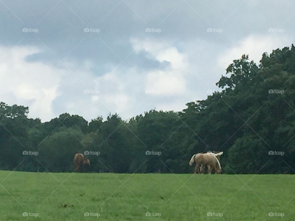 Horse pasture 