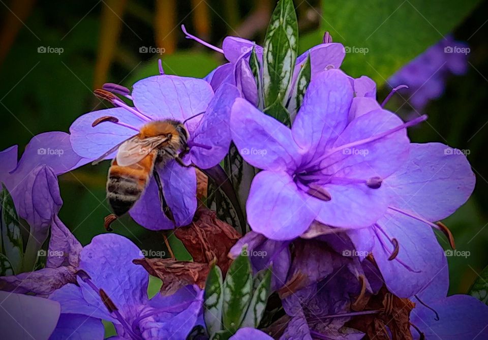 Bee on Purple Flowers