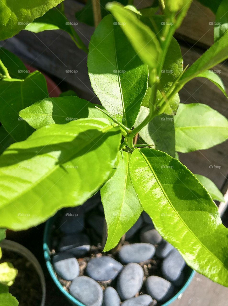 lemon tree leaves