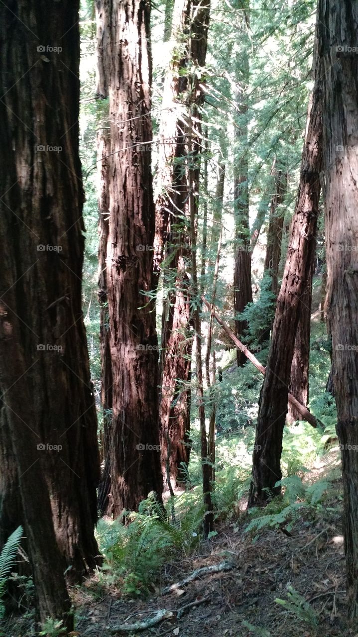 Muir Woods San Francisco