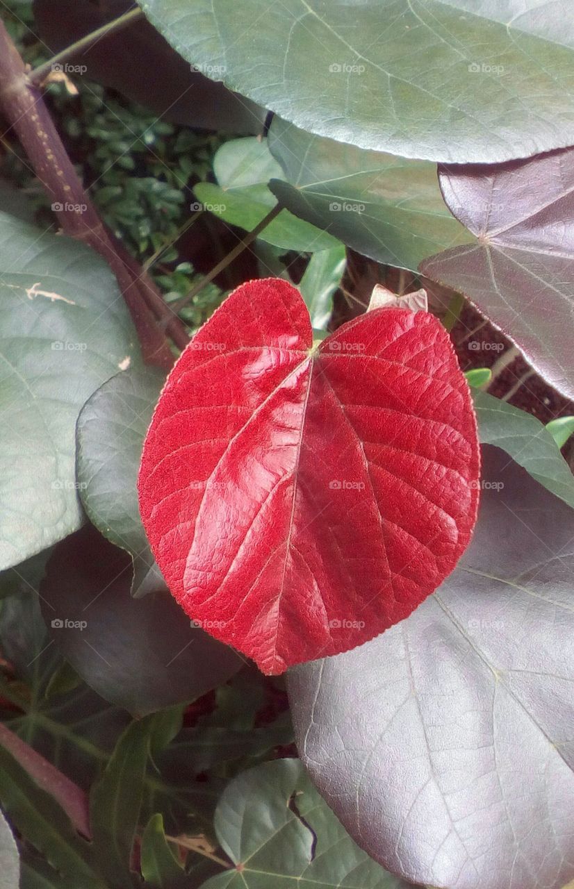 One fall red natural leaf hanging outdoors in nature in closeup.
In the backround appear many green 
hanging leaves