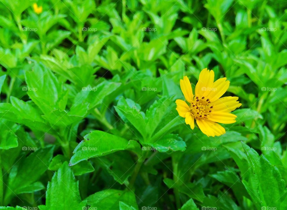 My childhood sunflower.