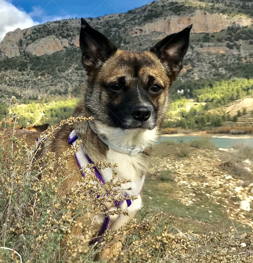 My dog ​​hunting grasshoppers in the field. Enjoy as if it were a child. I love animals.