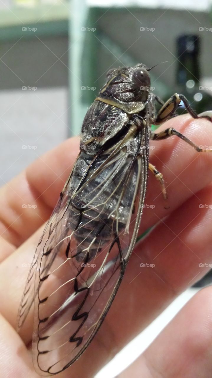 Cicada Insect