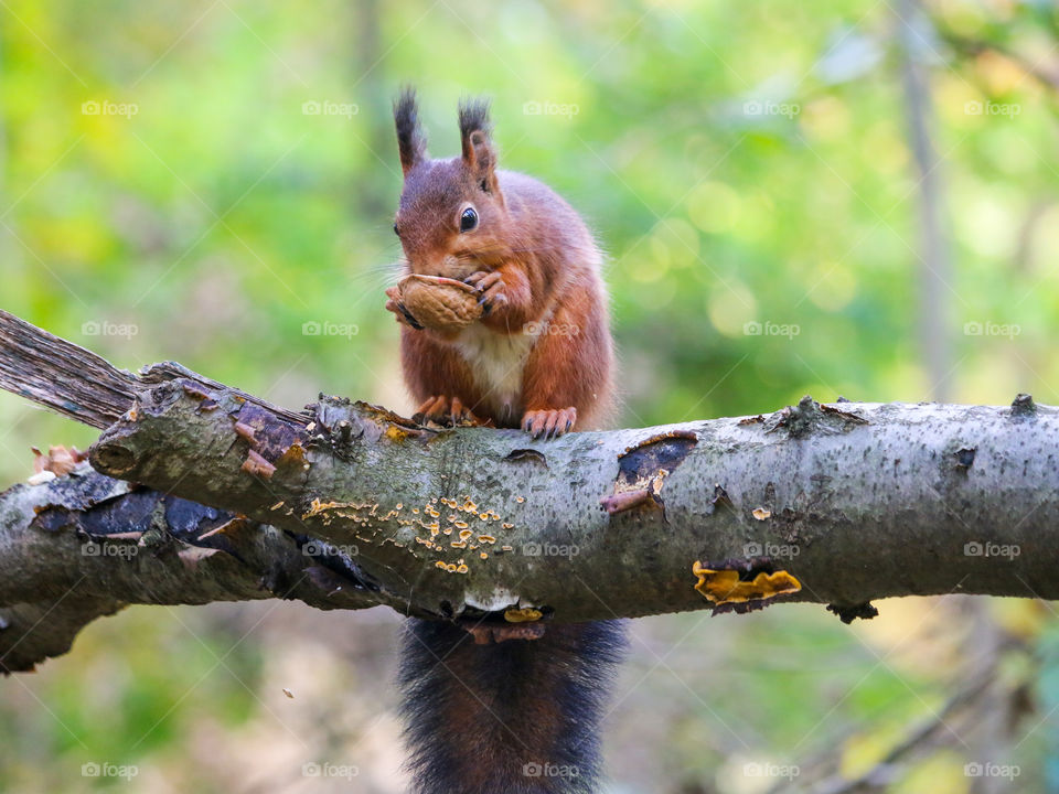 Squirrel with nut wearing it like a mask!