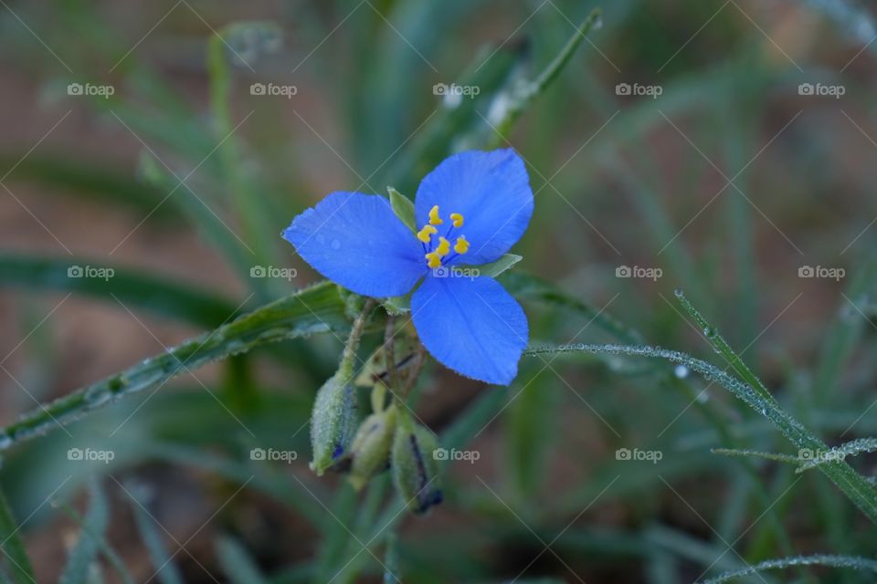 Wildflower - - is it better in color