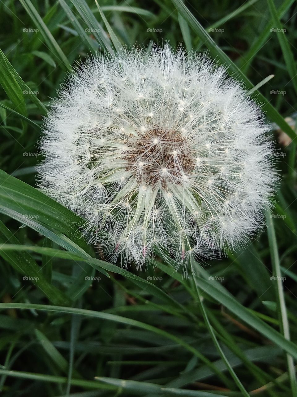 Dandelion