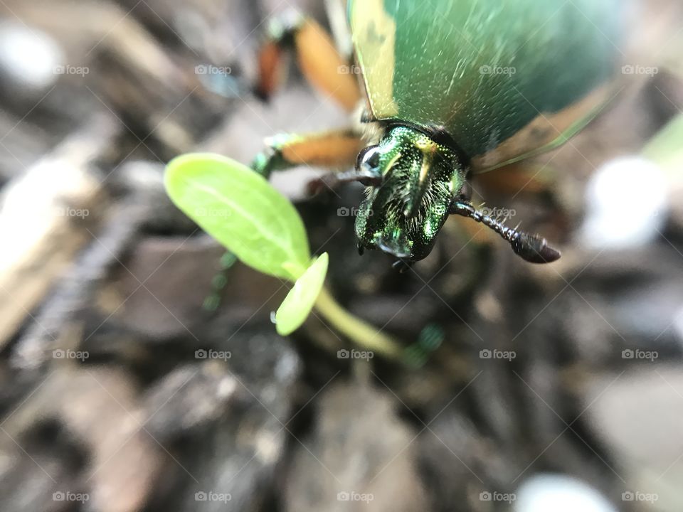 Green Beetle Macro Face