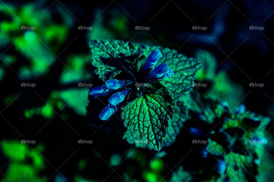 Blue top plant growing in the sunlight