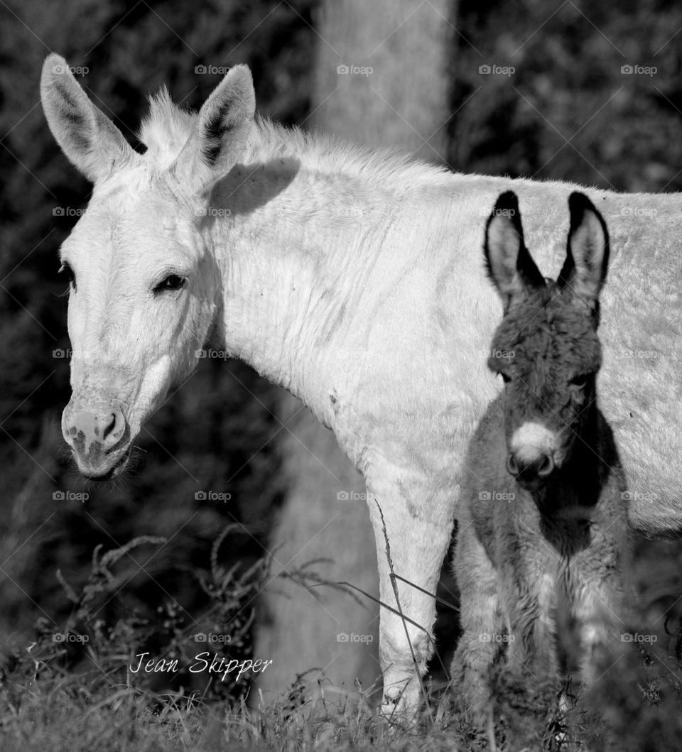 donkey mom and baby