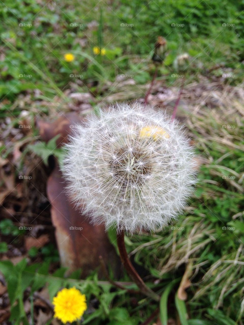 Dandelion 