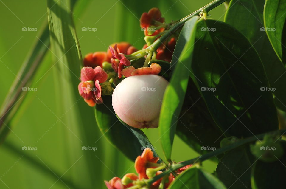 Star goosebery. Fruited well to the plant in a category of bushes at the side of paddy field. Colour skin to the pale, and size of little flower's petal in red.