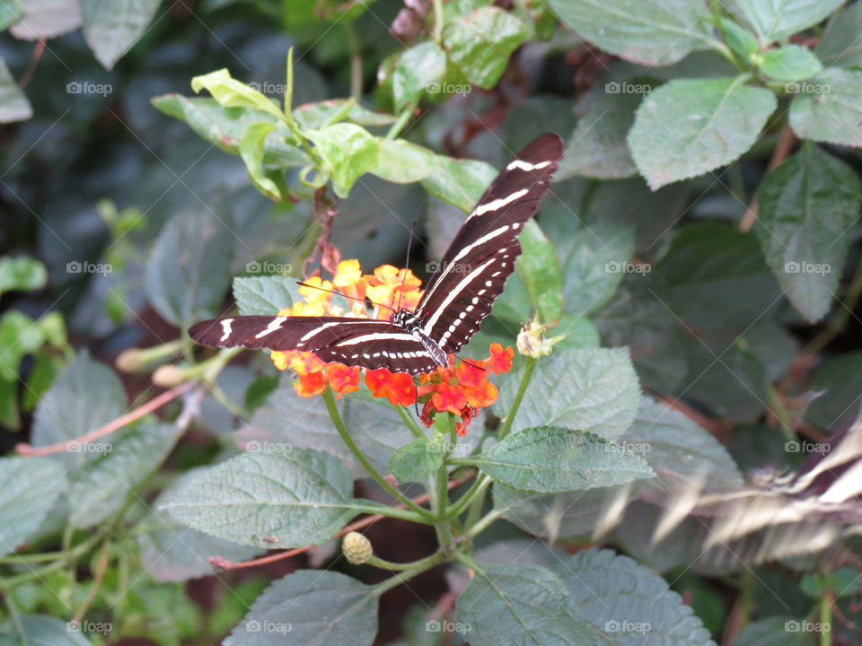 Stripped butterfly 