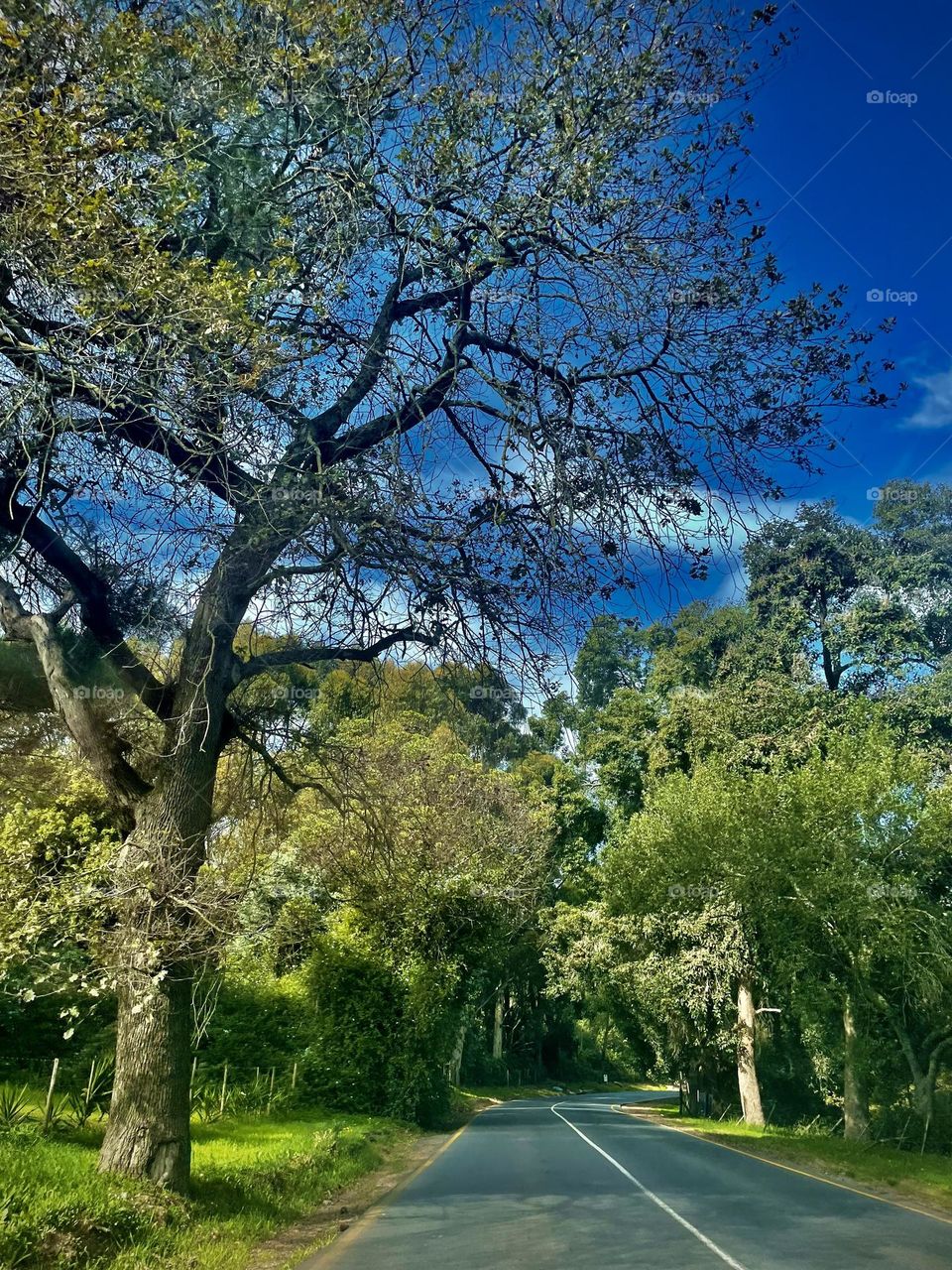 Motivation for your soul. And you will walk out of this forest, higher and stronger than the trees. 