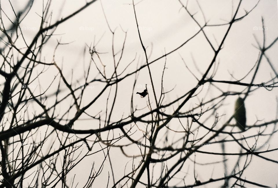 Lone Bird on a Spooky Tree 