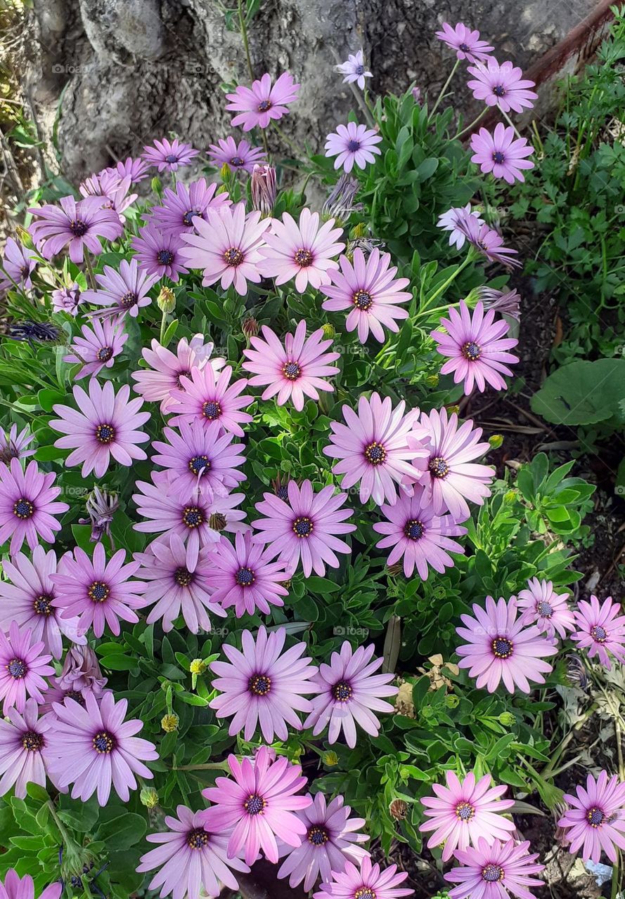 las flores lilas del jardín