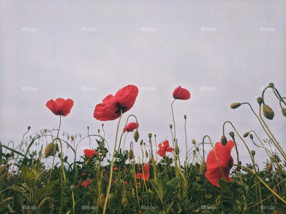 Top view of red poppies close up. Spring garden.  Blooming plant