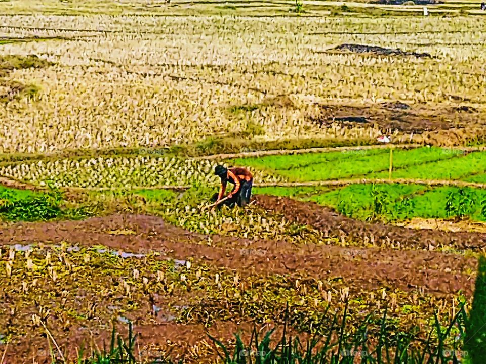 portrait of a farmer hoeing