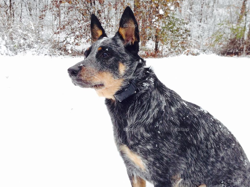 First Snow. Blue heeler in her first snow of the season