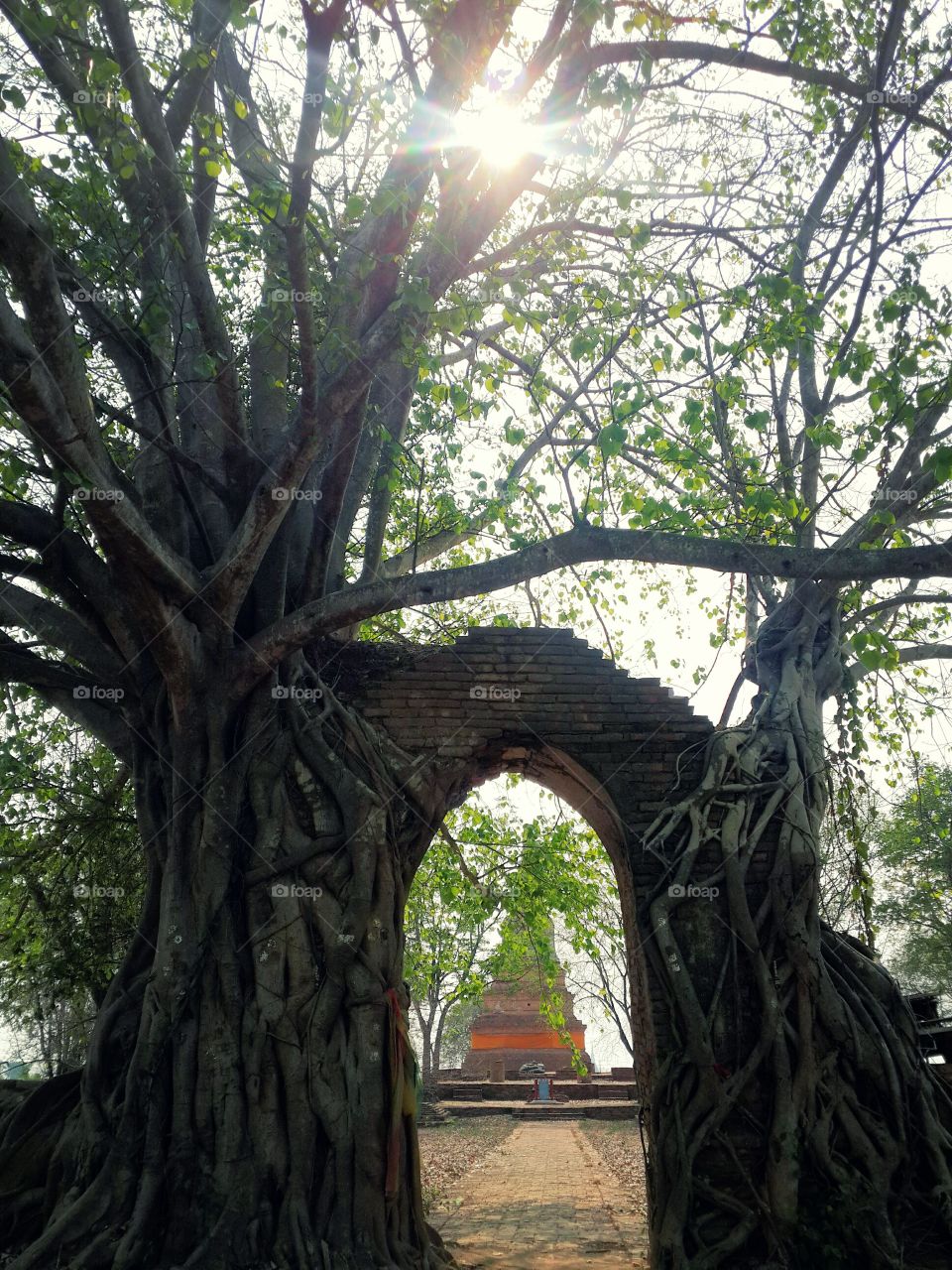 Ancient buddha temple at Ayutthaya, Thailand