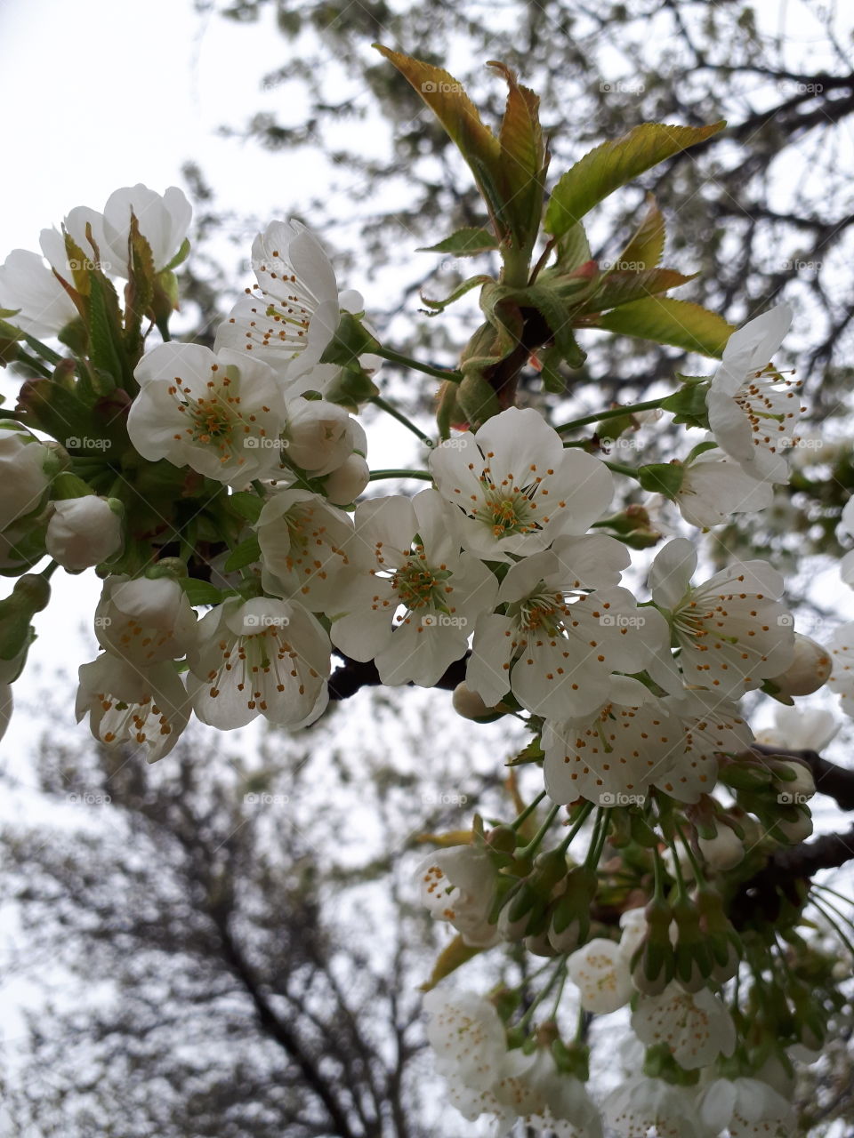 cherry tree blooms