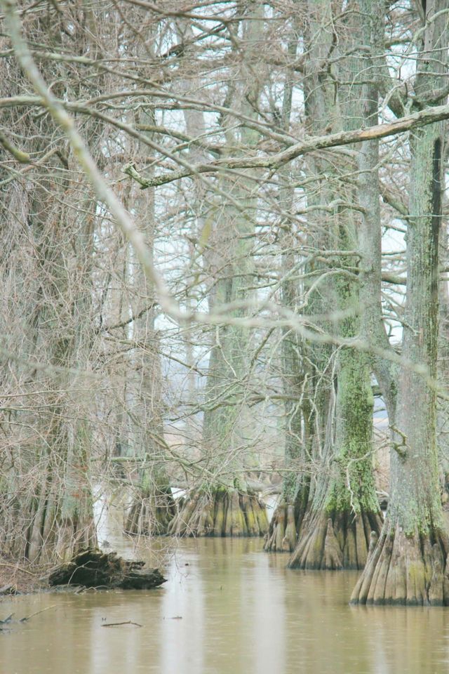 Trees of Green