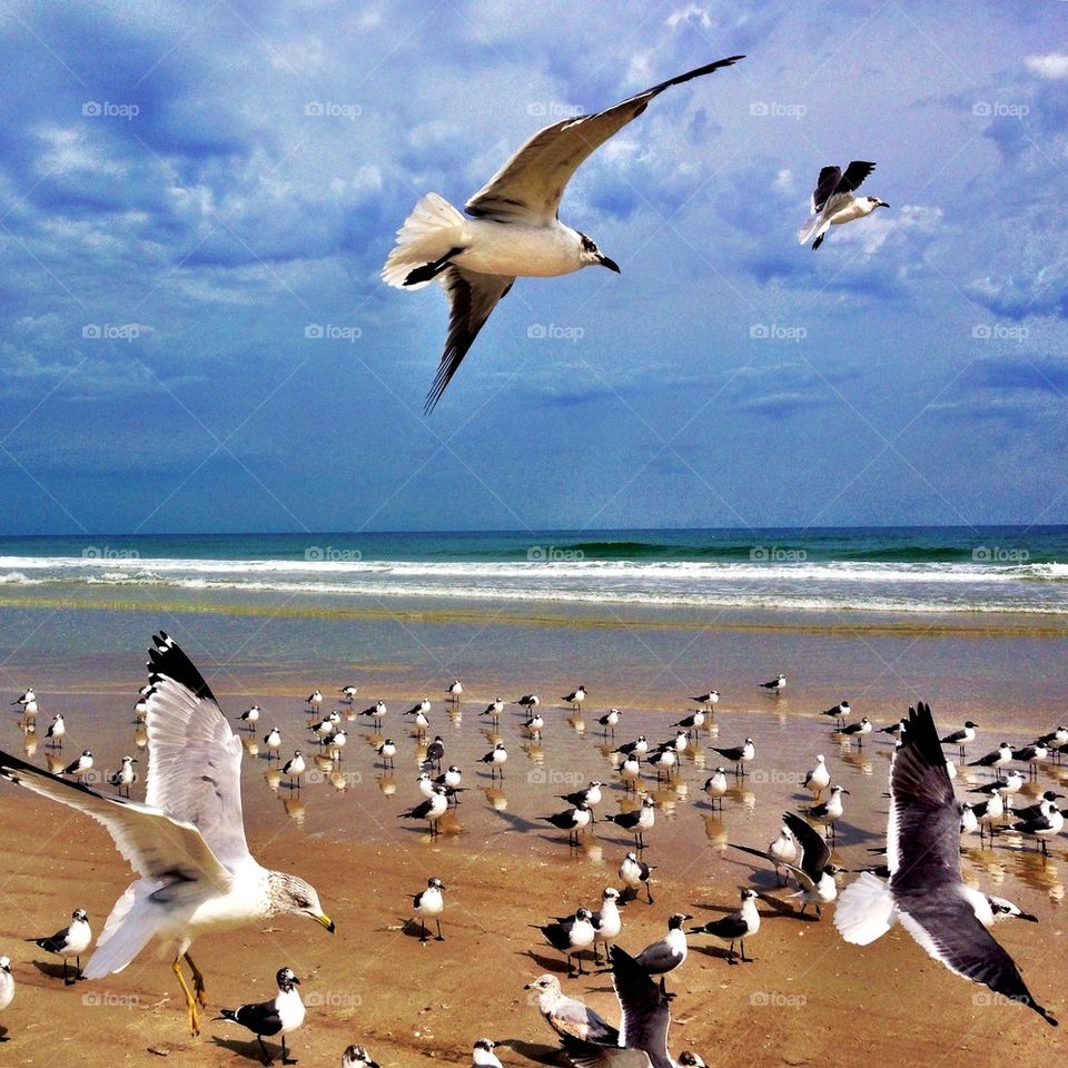 Birds in flight. Beach day. 
