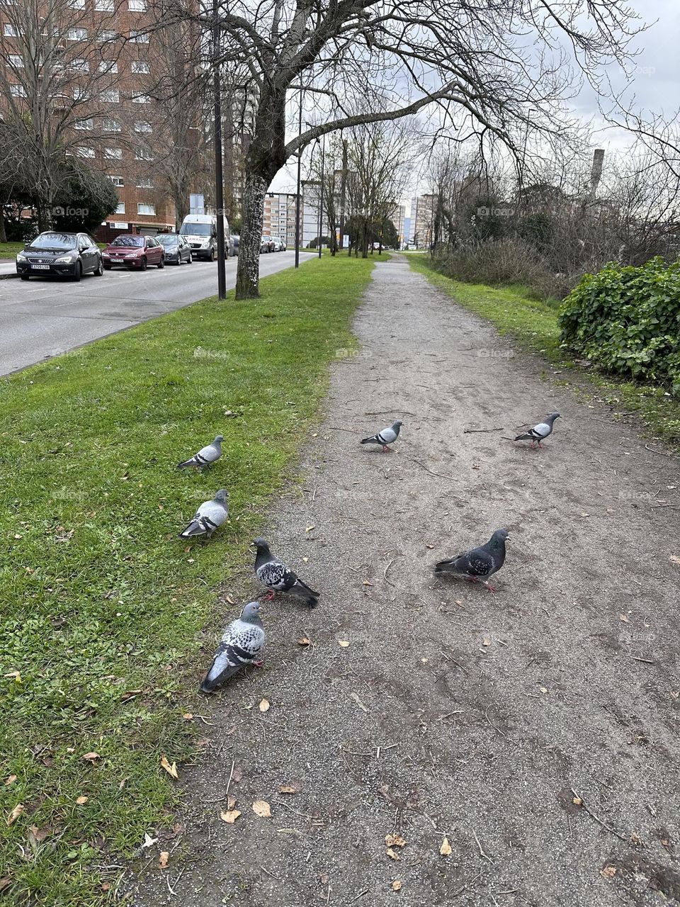 Palomas de invierno ❄️