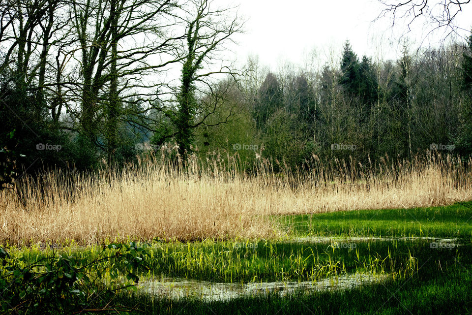 View of a swampy field
