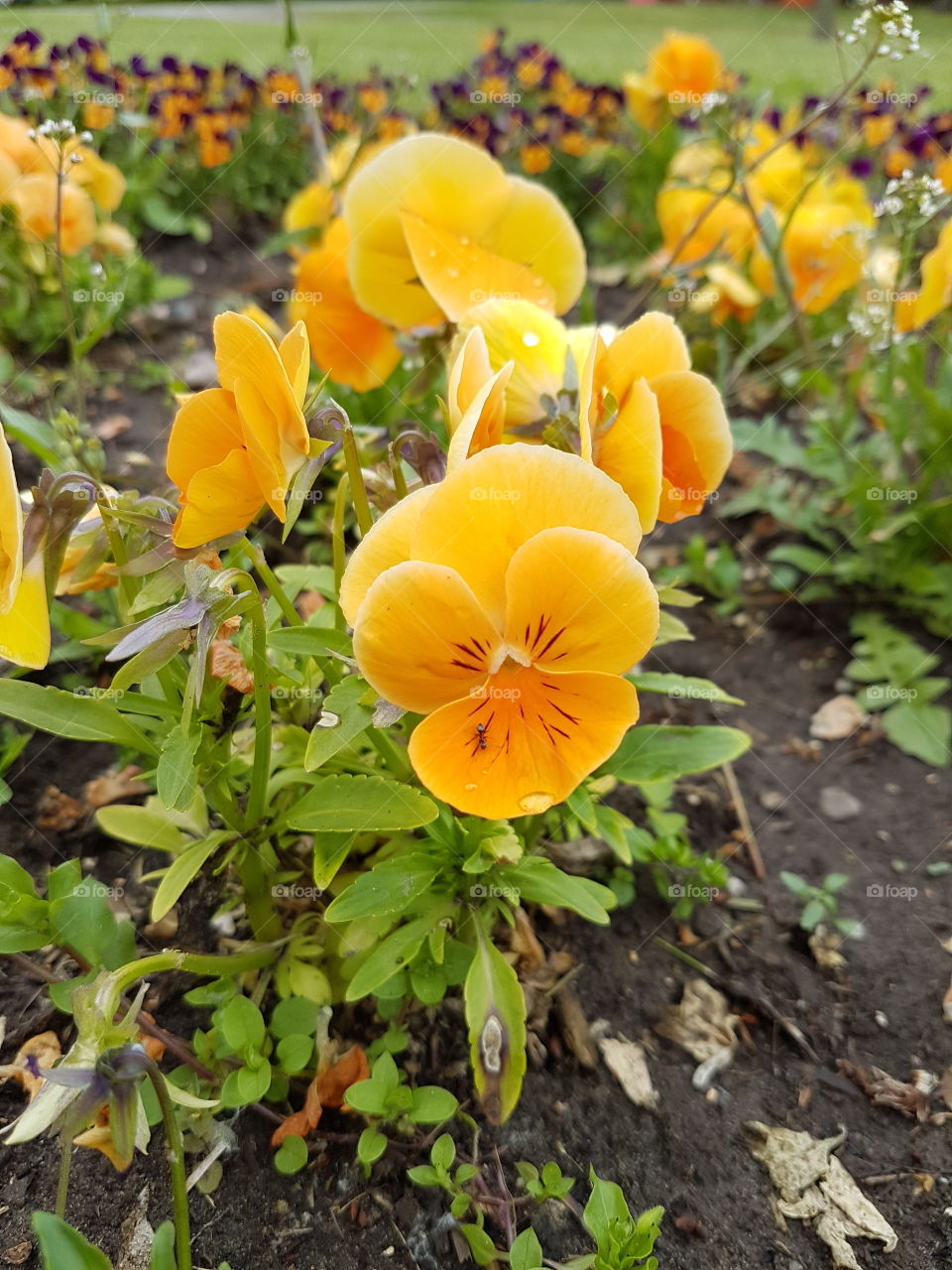 bright yellow flower in the garden