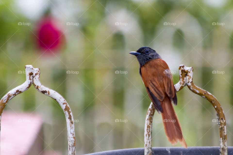 Asian Paradise Flycatcher 