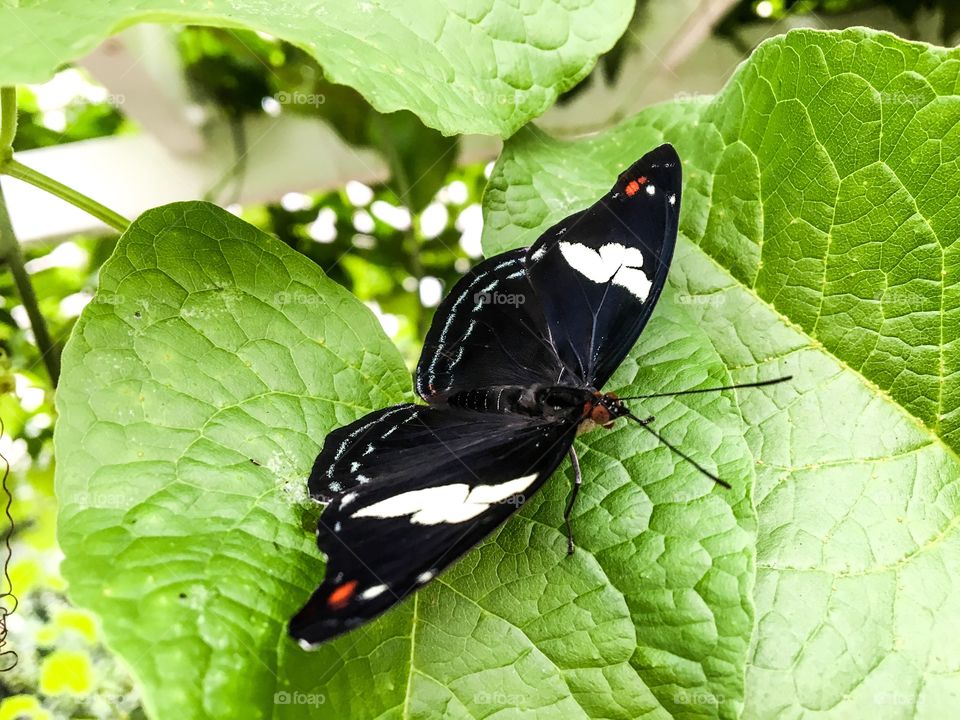 Black Butterfly 