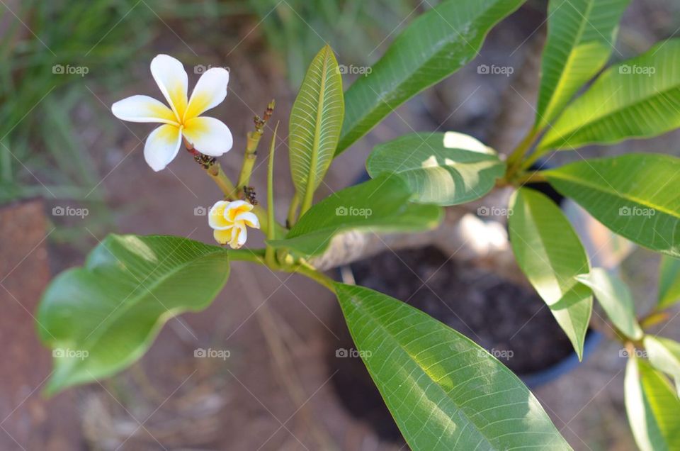 Frangipani