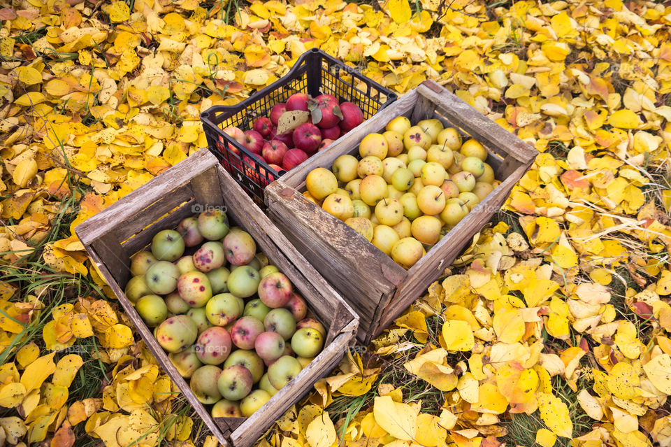 Harvest ripe juicy and tasty apples.