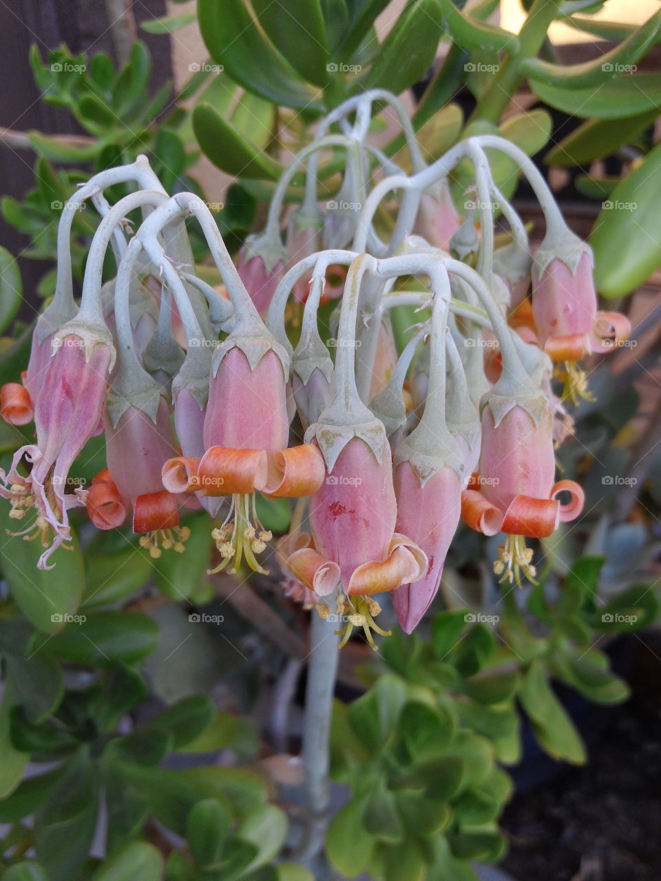 Flowers from a succulent