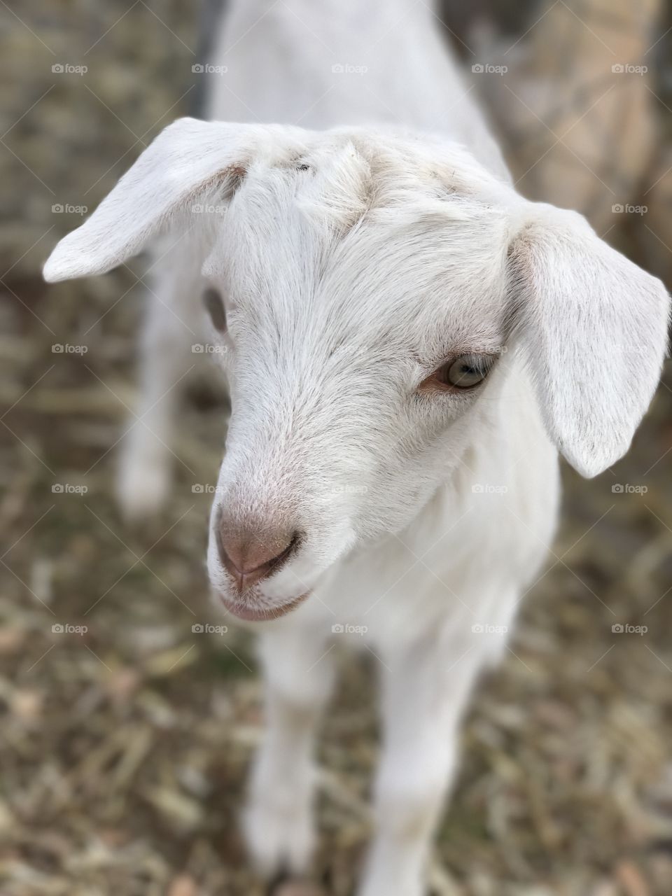 Baby Saanan goat. 