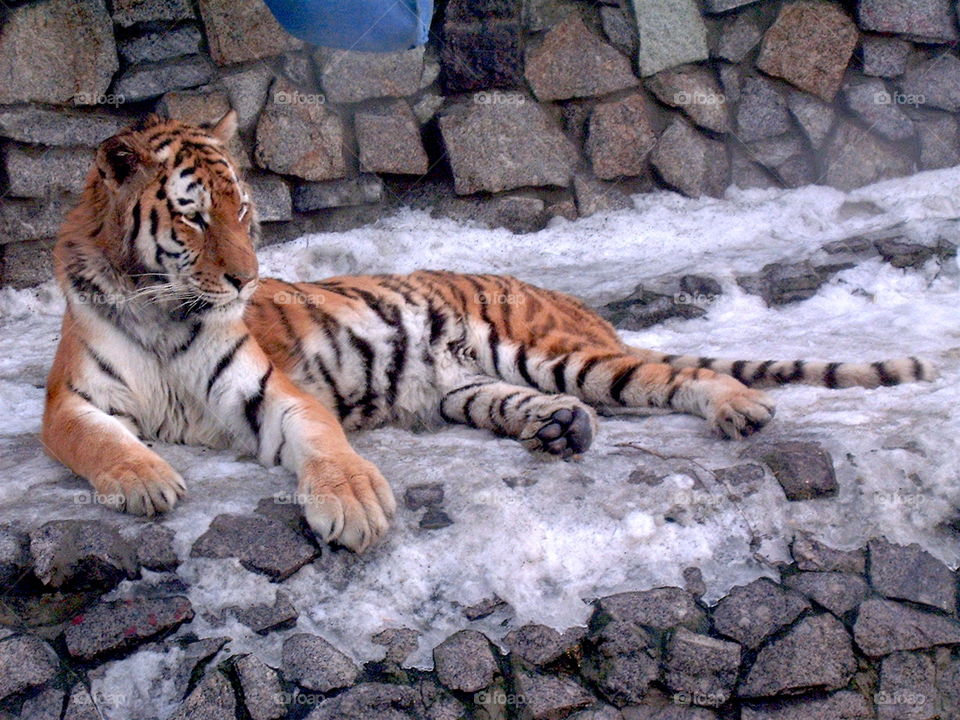 Tiger at winter zoo