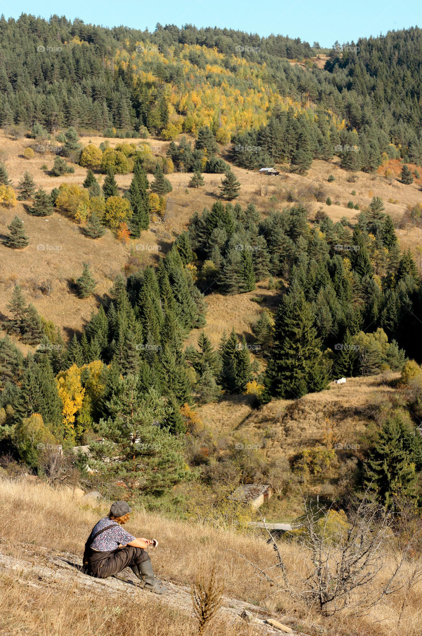 Rhodope mountain view, conifer trees, Bulgaria.