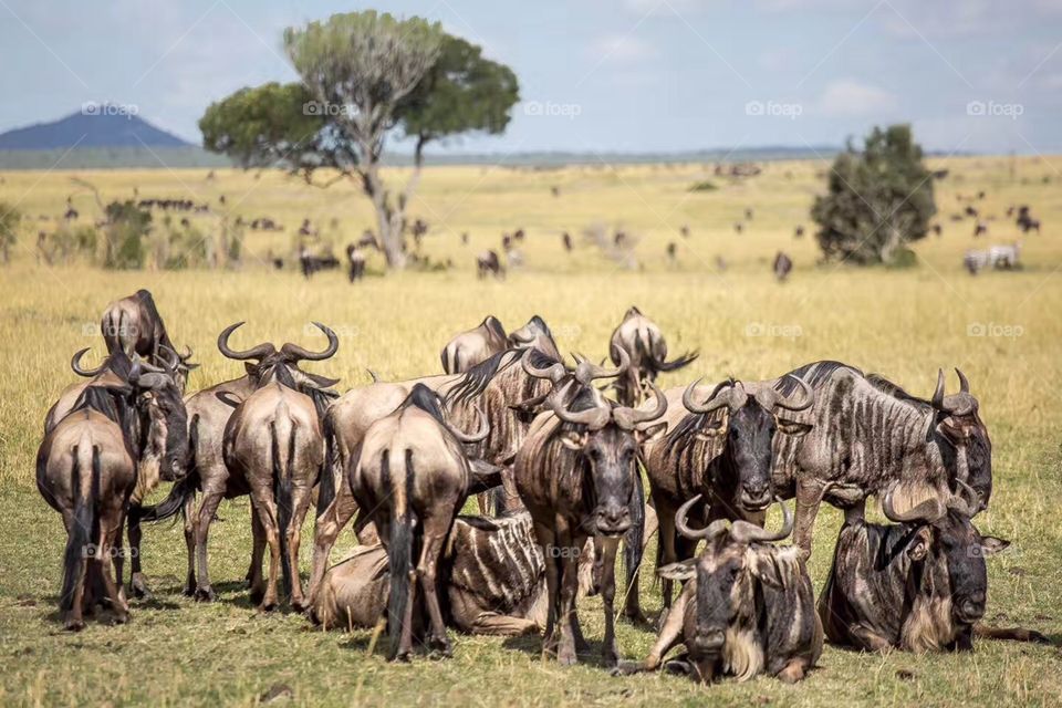 Savanna. #Safari . For the love of nature and animals. Africa . Motherland. #Kenya