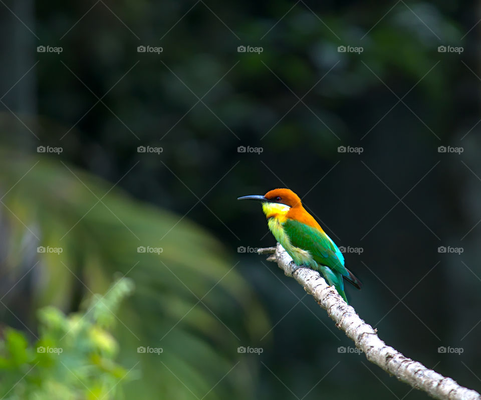 Colorful flycatcher sitting on a tree branch