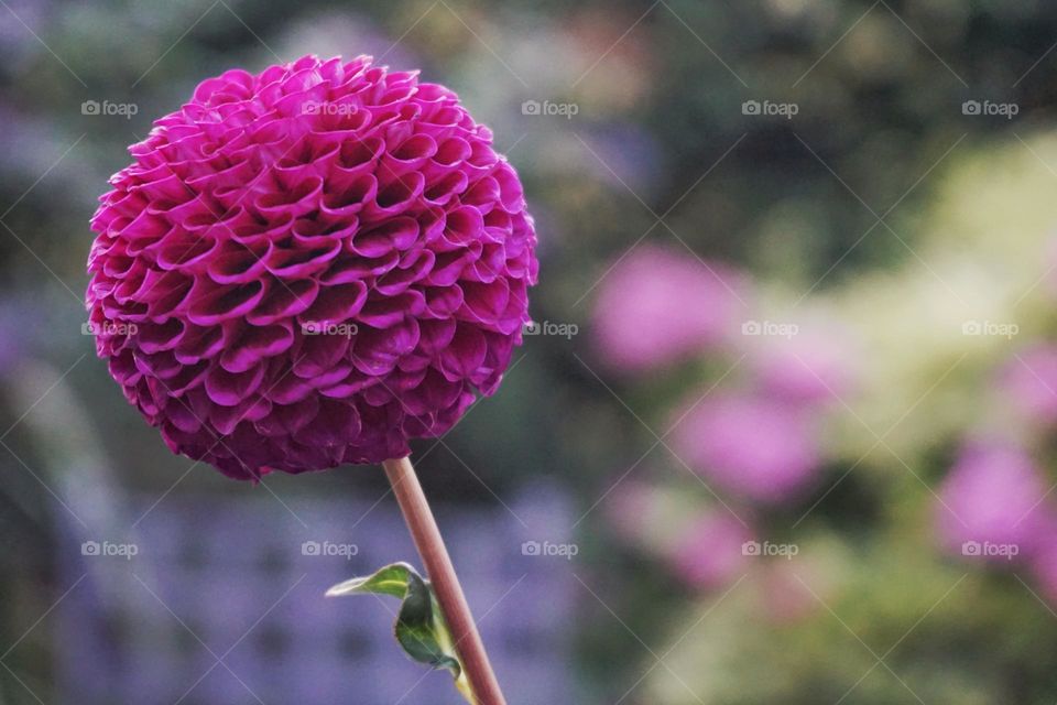 Beautiful Pom Pom plant in the garden 