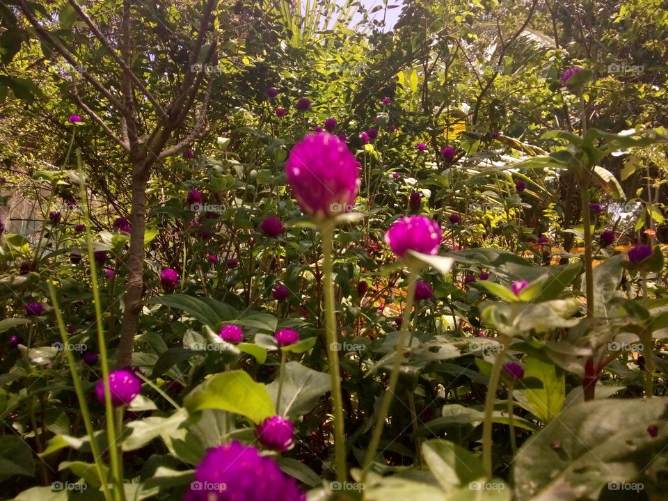 many violet flowers