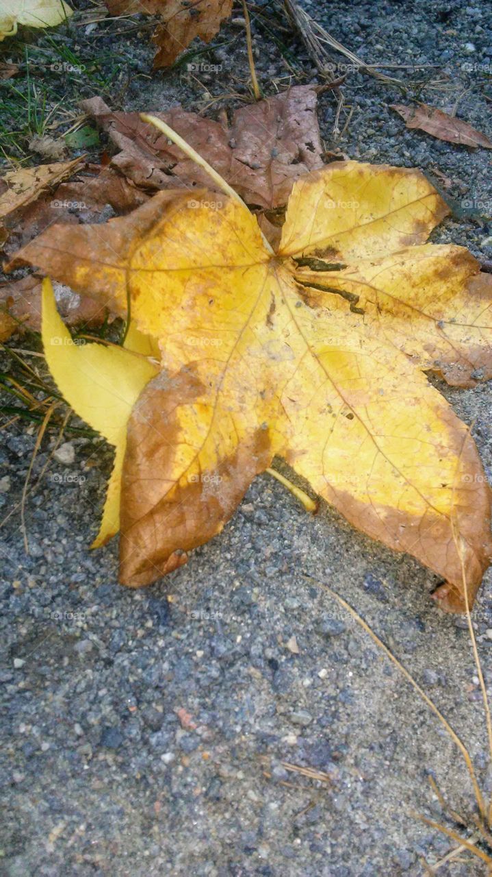 Leaf, Fall, Nature, Maple, Flora