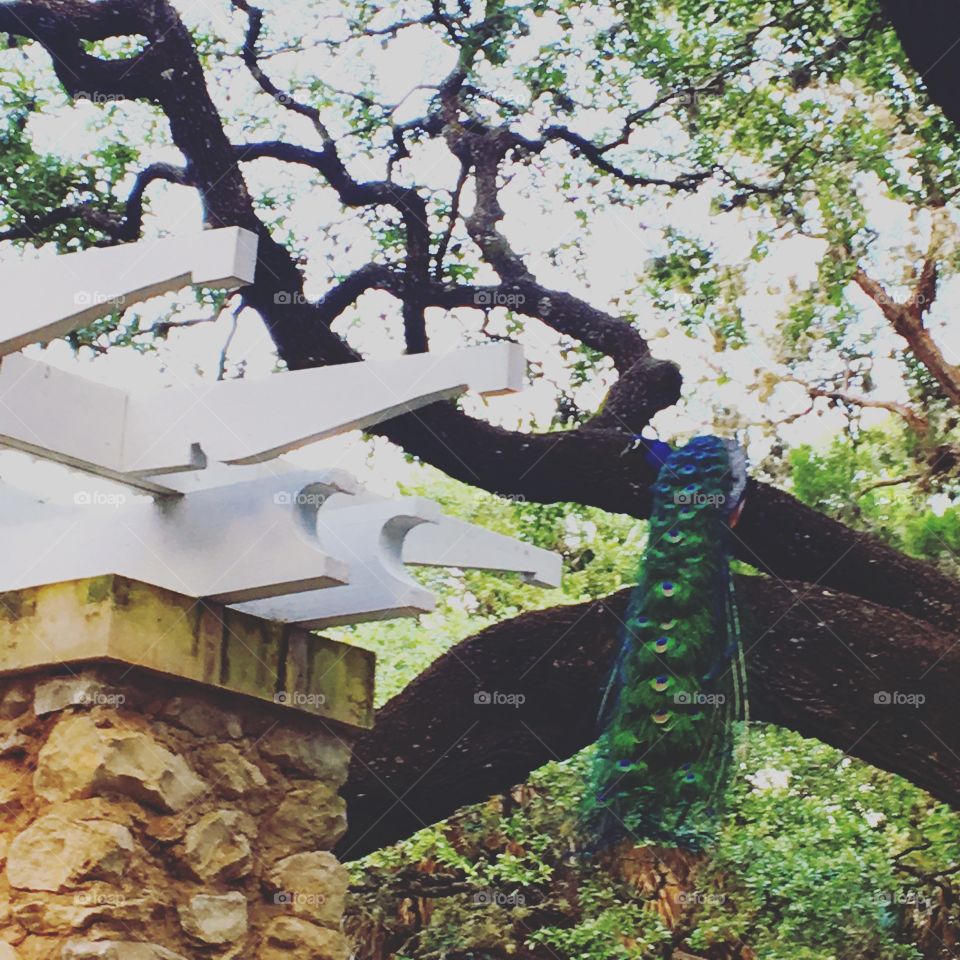 Tree, Wood, Fall, Leaf, Nature